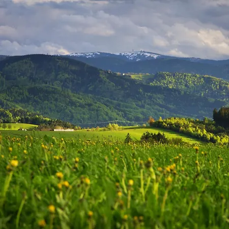 Samy * Feldberg (Baden-Wurttemberg)